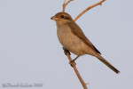 Туркестанский жулан - Lanius phoenicuroides фотография-2