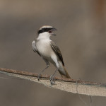 Туркестанский жулан - Lanius phoenicuroides фотография-20