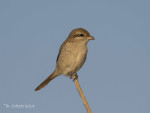 Туркестанский жулан - Lanius phoenicuroides фотография-21