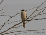 Туркестанский жулан - Lanius phoenicuroides фотография-23