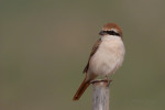 Туркестанский жулан - Lanius phoenicuroides фотография-24
