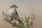 Туркестанский жулан - Lanius phoenicuroides фотография-25