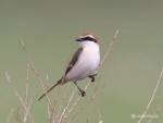 Туркестанский жулан - Lanius phoenicuroides фотография-26