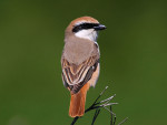 Туркестанский жулан - Lanius phoenicuroides фотография-27
