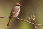 Туркестанский жулан - Lanius phoenicuroides фотография-28