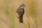 Туркестанский жулан - Lanius phoenicuroides фотография-29
