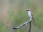 Туркестанский жулан - Lanius phoenicuroides фотография-3