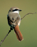Туркестанский жулан - Lanius phoenicuroides фотография-30