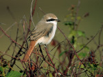 Туркестанский жулан - Lanius phoenicuroides фотография-33