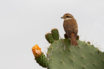 Туркестанский жулан - Lanius phoenicuroides фотография-34