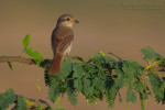 Туркестанский жулан - Lanius phoenicuroides фотография-35