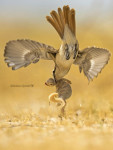 Туркестанский жулан - Lanius phoenicuroides фотография-36