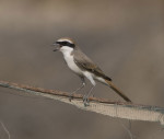 Туркестанский жулан - Lanius phoenicuroides фотография-4