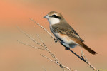 Туркестанский жулан - Lanius phoenicuroides фотография-6