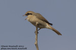 Туркестанский жулан - Lanius phoenicuroides фотография-7