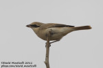 Туркестанский жулан - Lanius phoenicuroides фотография-8