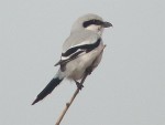 Клинохвостый сорокопут - Lanius sphenocercus фотография-10