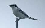Клинохвостый сорокопут - Lanius sphenocercus фотография-11
