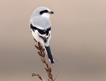 Клинохвостый сорокопут - Lanius sphenocercus фотография-14