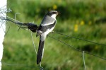 Клинохвостый сорокопут - Lanius sphenocercus фотография-15