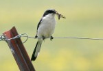Клинохвостый сорокопут - Lanius sphenocercus фотография-16
