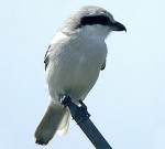 Клинохвостый сорокопут - Lanius sphenocercus фотография-2
