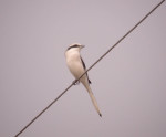 Клинохвостый сорокопут - Lanius sphenocercus фотография-20