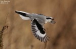 Клинохвостый сорокопут - Lanius sphenocercus фотография-22