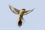 Клинохвостый сорокопут - Lanius sphenocercus фотография-23