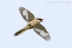 Клинохвостый сорокопут - Lanius sphenocercus фотография-24