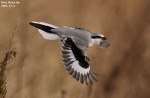 Клинохвостый сорокопут - Lanius sphenocercus фотография-25