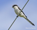Клинохвостый сорокопут - Lanius sphenocercus фотография-3