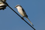 Клинохвостый сорокопут - Lanius sphenocercus фотография-4