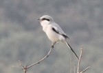 Клинохвостый сорокопут - Lanius sphenocercus (Cabanis, 1873)
