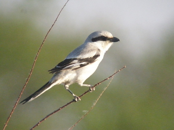 Клинохвостый сорокопут - Lanius sphenocercus фотография-6