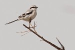 Клинохвостый сорокопут - Lanius sphenocercus фотография-7