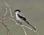 Клинохвостый сорокопут - Lanius sphenocercus фотография-8