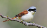 Тигровый сорокопут - Lanius tigrinus фотография-1