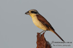 Тигровый сорокопут - Lanius tigrinus фотография-11