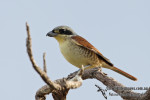 Тигровый сорокопут - Lanius tigrinus фотография-12