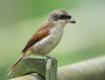 Тигровый сорокопут - Lanius tigrinus фотография самка-15