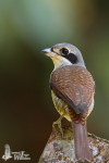 Тигровый сорокопут - Lanius tigrinus фотография самец-18