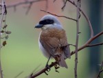 Тигровый сорокопут - Lanius tigrinus фотография-19