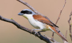 Тигровый сорокопут - Lanius tigrinus фотография-2