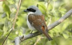 Тигровый сорокопут - Lanius tigrinus фотография-21