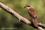 Тигровый сорокопут - Lanius tigrinus фотография-22