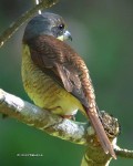 Тигровый сорокопут - Lanius tigrinus фотография-23