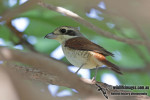 Тигровый сорокопут - Lanius tigrinus фотография-24