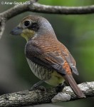 Тигровый сорокопут - Lanius tigrinus фотография-25