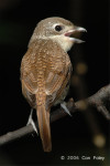 Тигровый сорокопут - Lanius tigrinus фотография-27